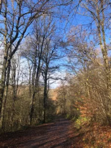Herbstlicher Wald in der Vulkaneifel bei Immerath